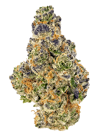Sirius Black bud
