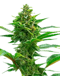 The Toad bud