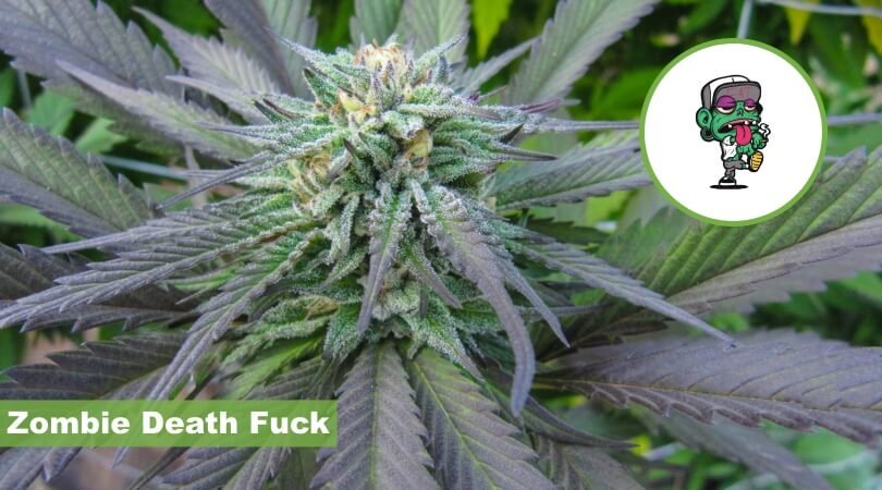 zombie death fuck seeds